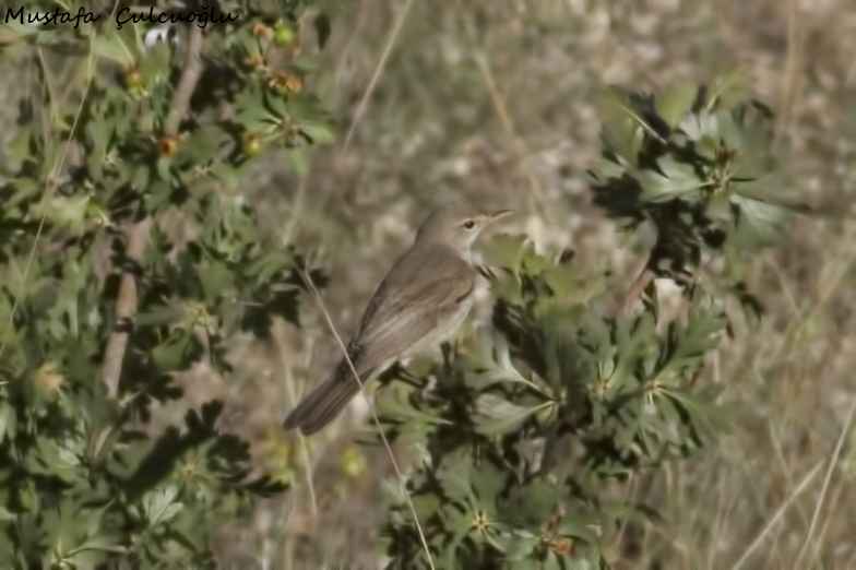 Olive-tree Warbler